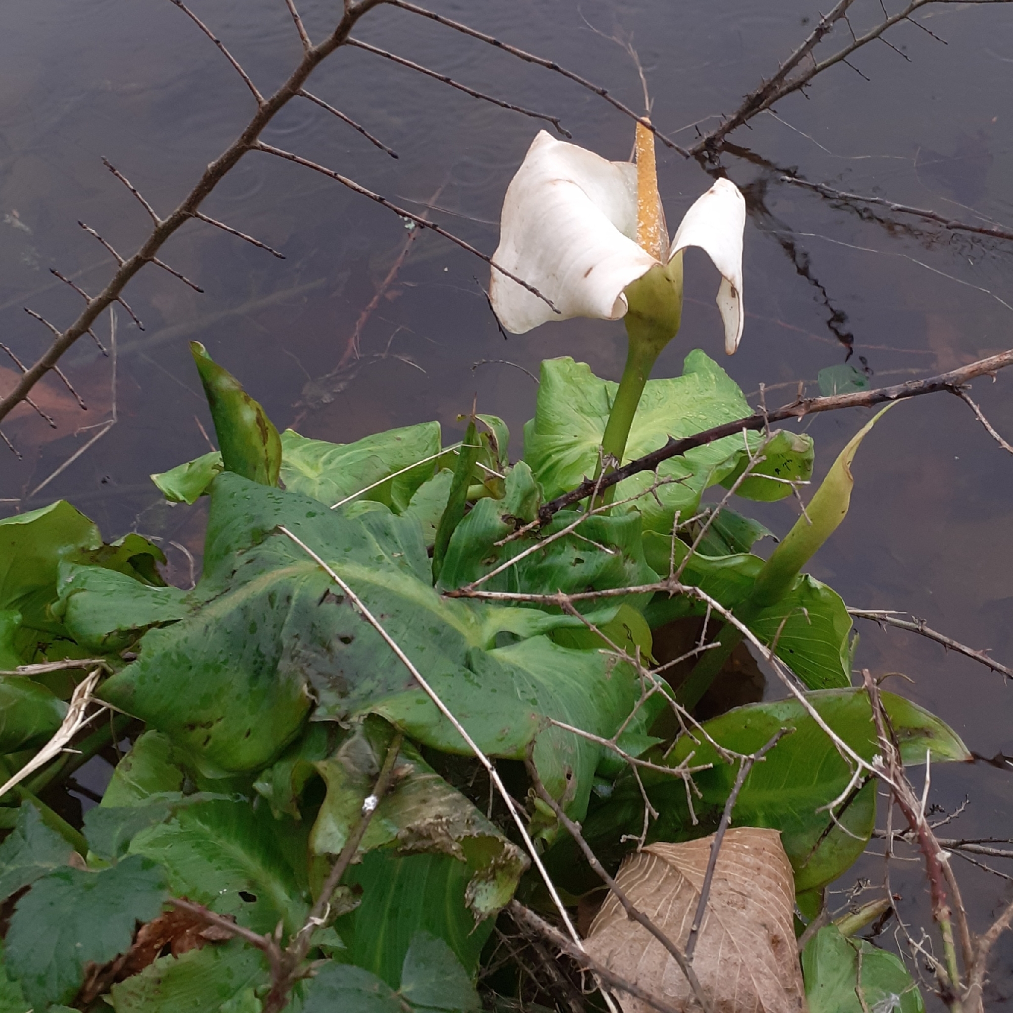 马蹄莲照片1
