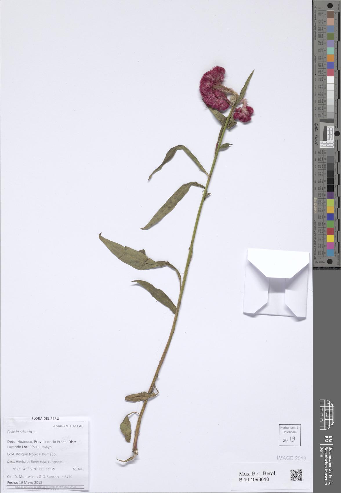 鸡冠花照片1