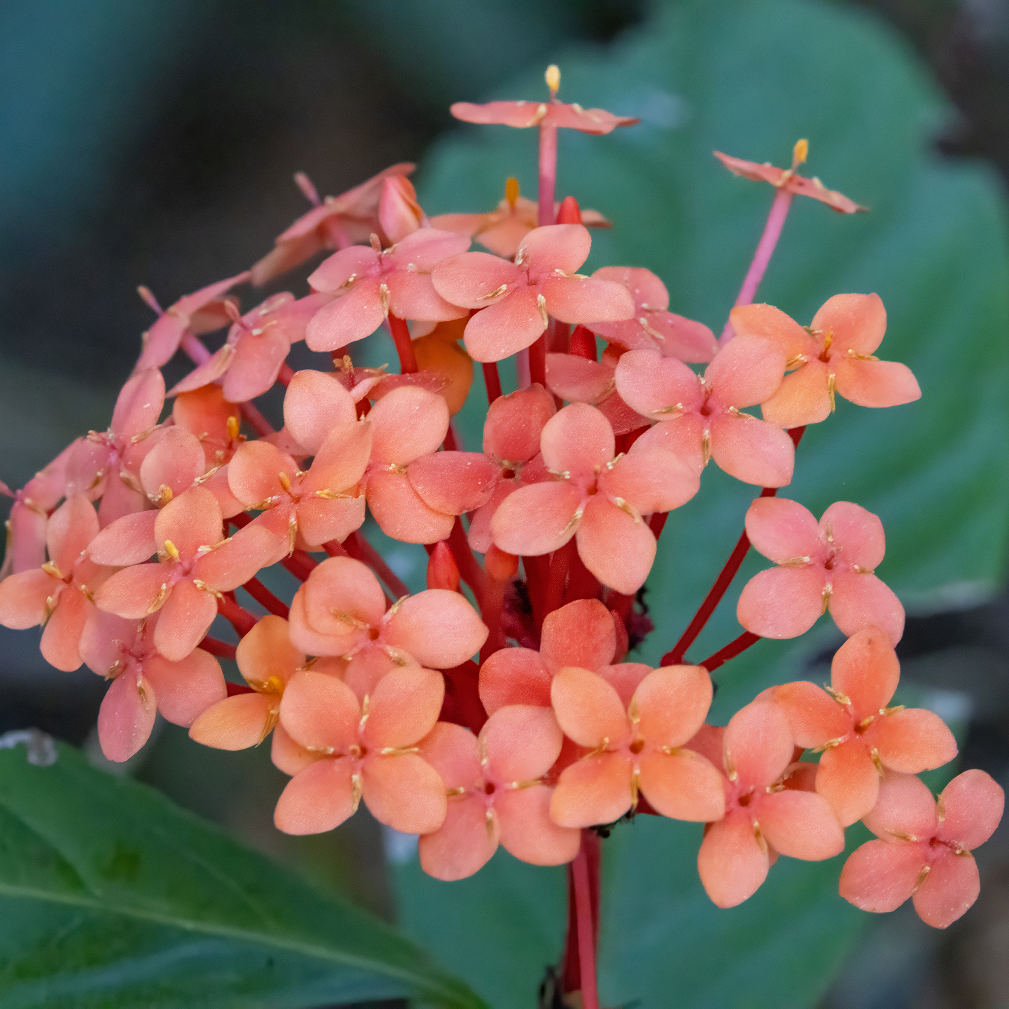 龙船花照片2