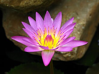 睡莲照片3