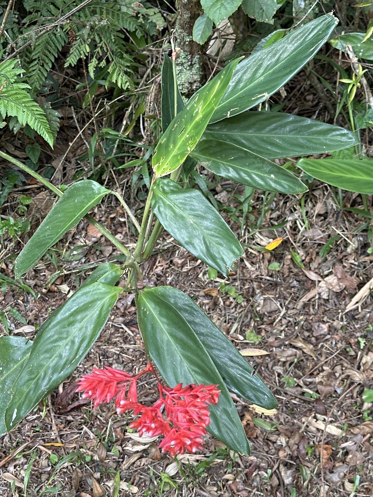三色竹芋实拍