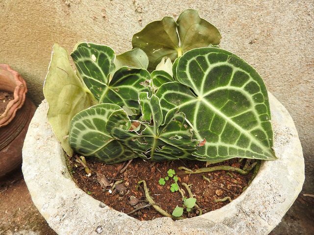 克莱恩花烛