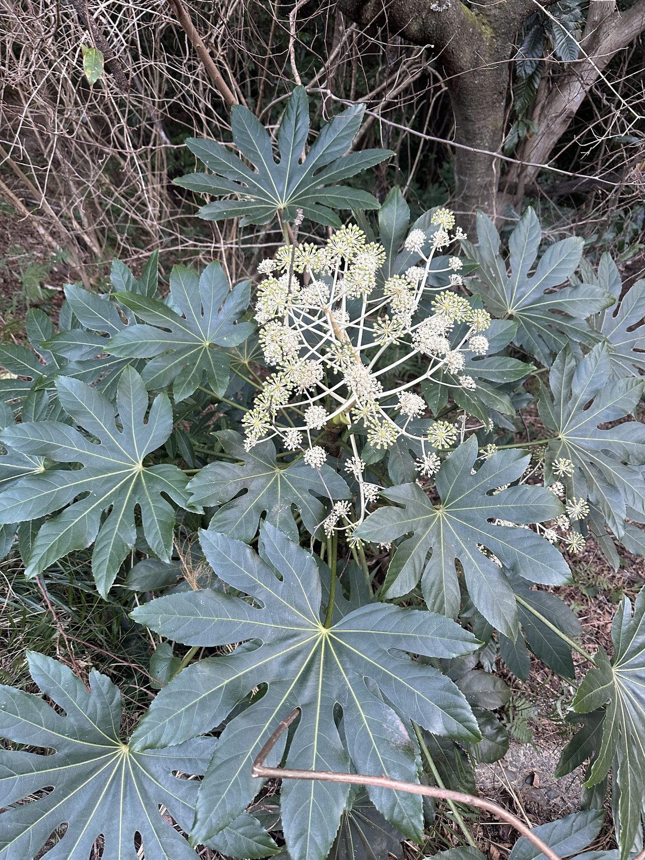 八角金盘实拍