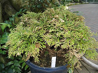 卷柏照片1