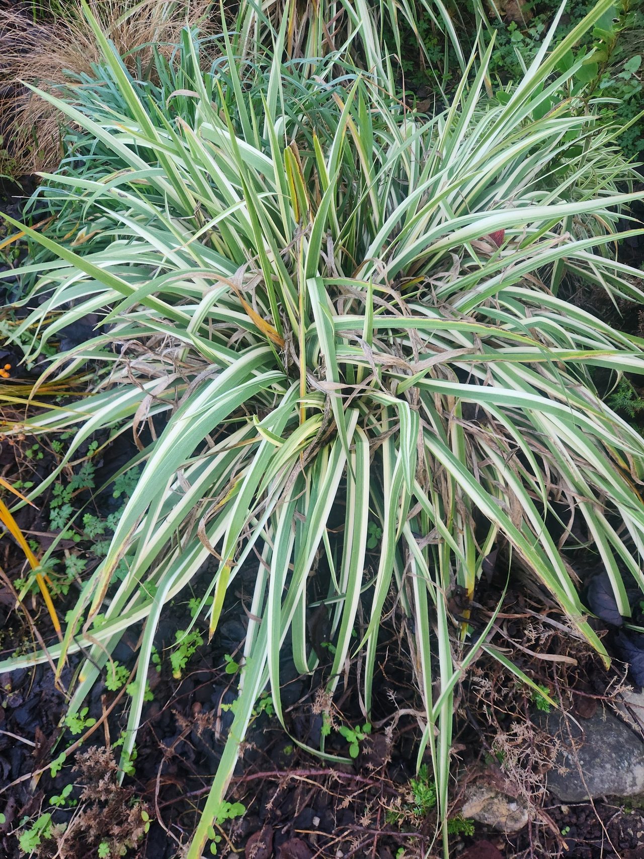 吊兰实拍