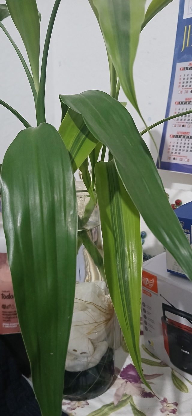 富贵竹
