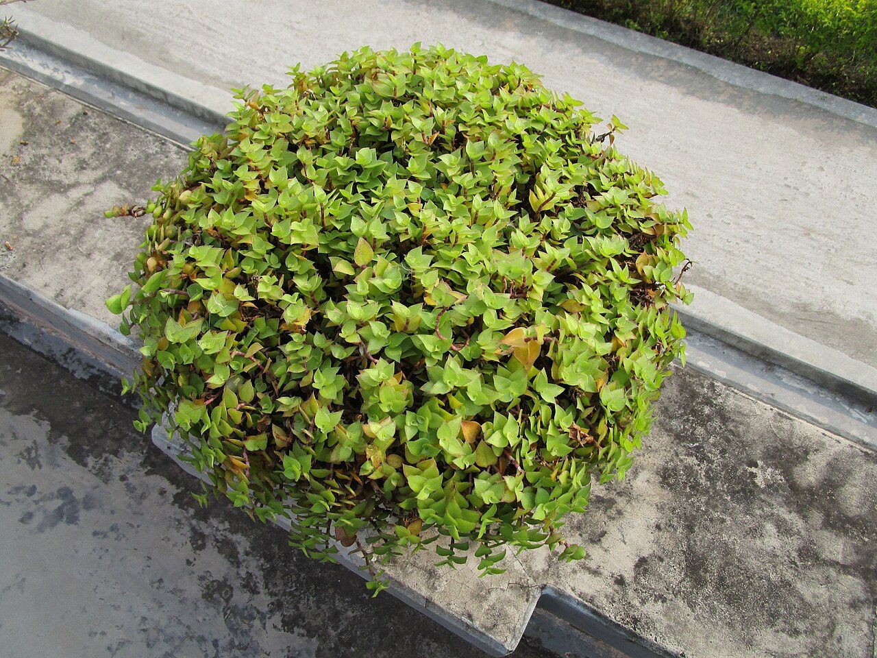 小叶冷水花实拍