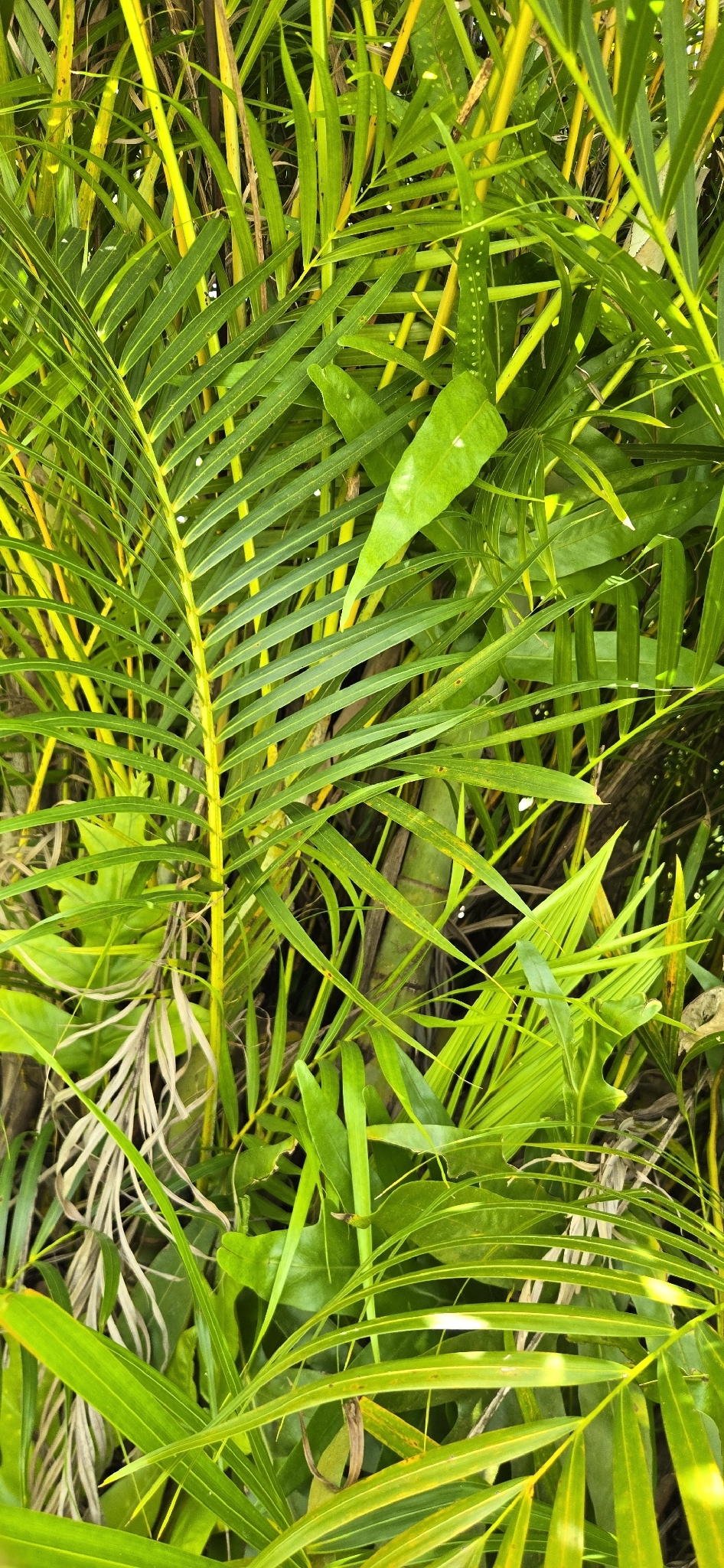 散尾葵照片3