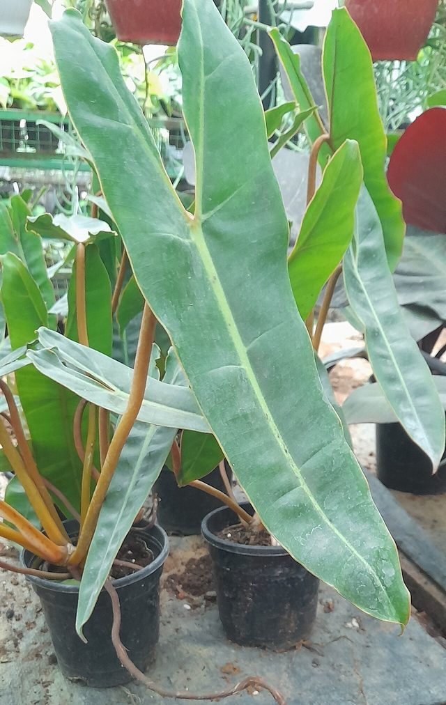比尔提蔓绿绒