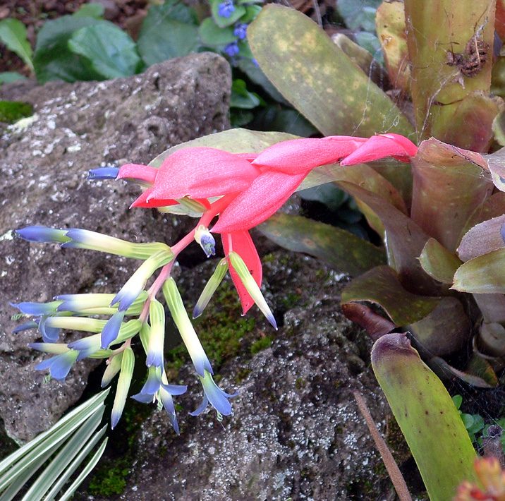 水塔花实拍