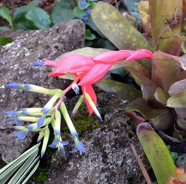 水塔花