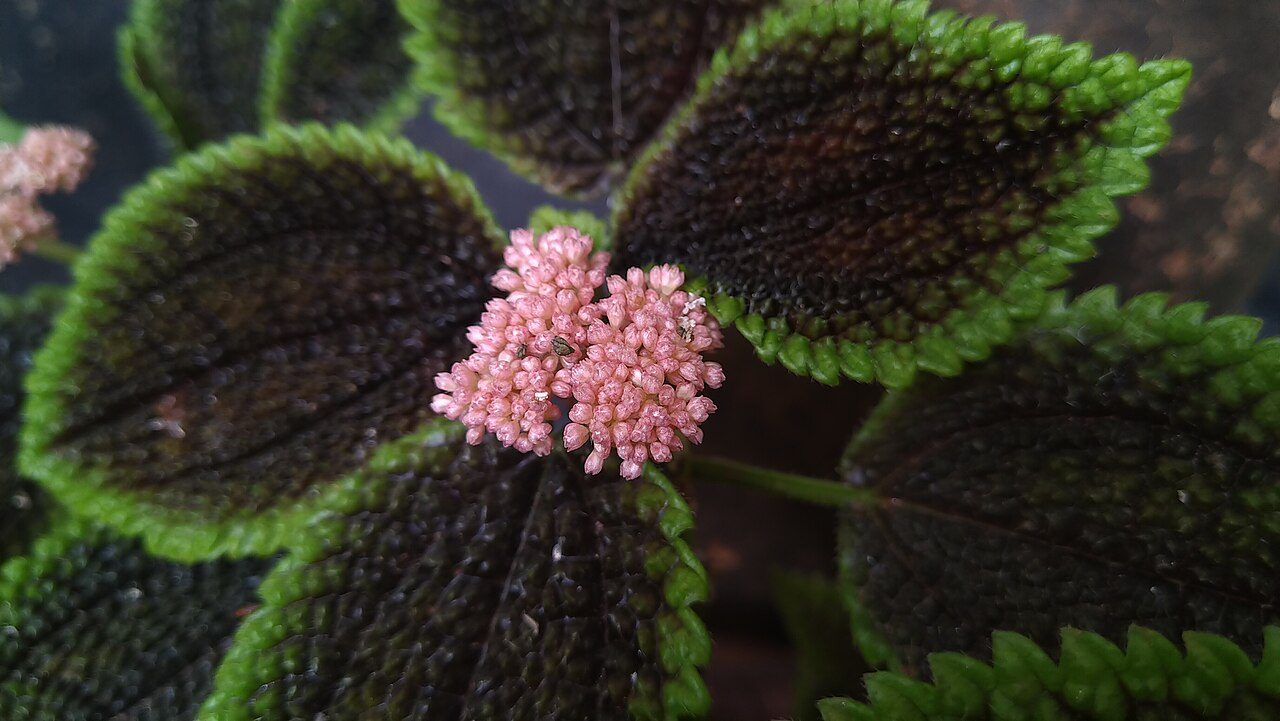 泡叶冷水花实拍