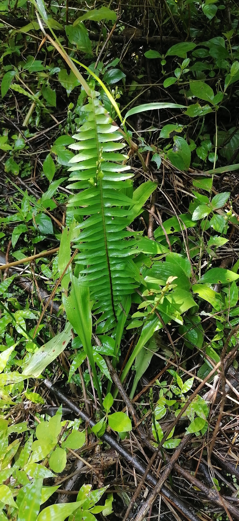 波士顿蕨照片1