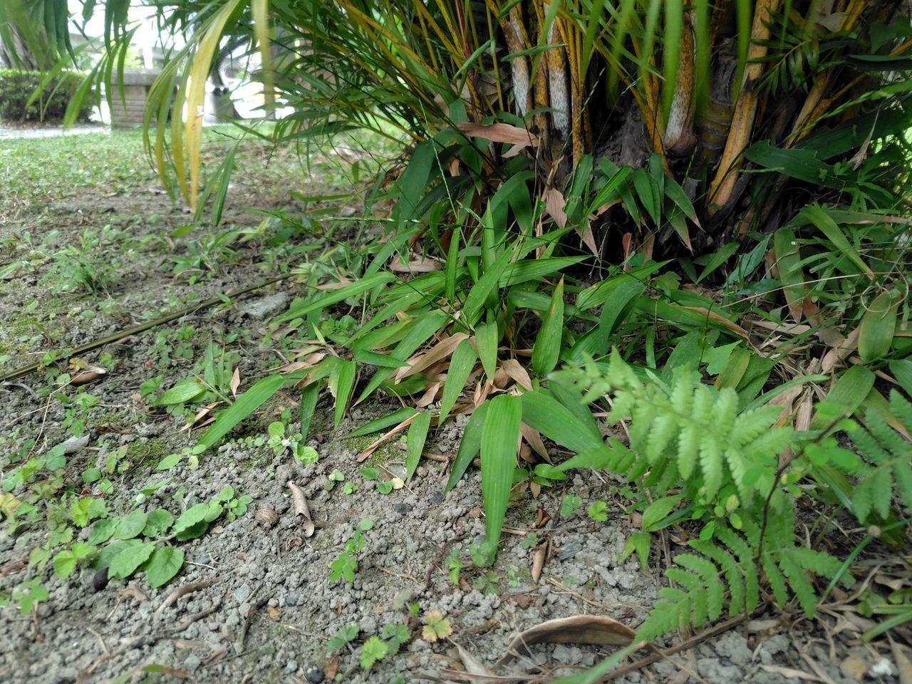 淡竹叶实拍