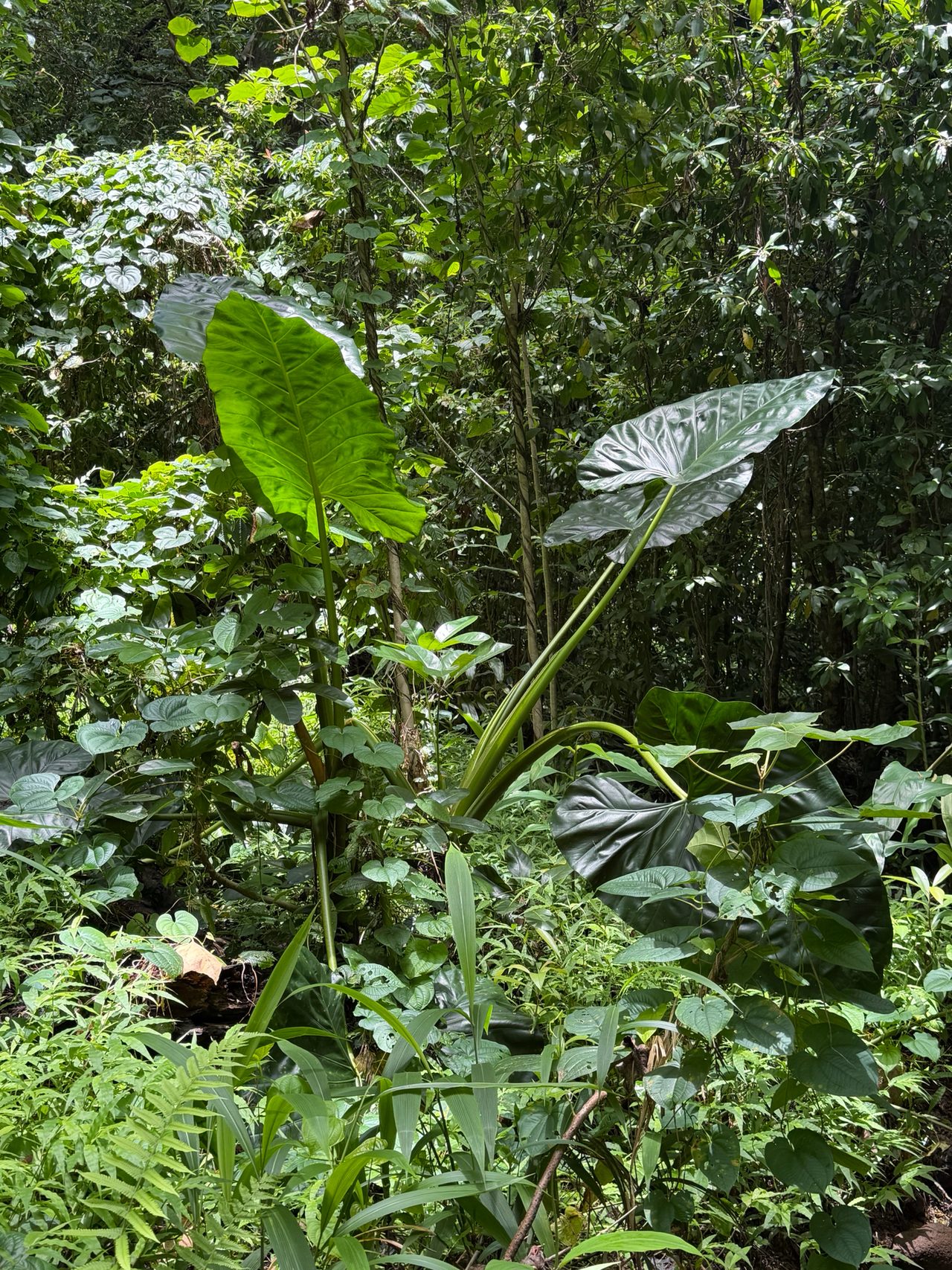 滴水观音实拍