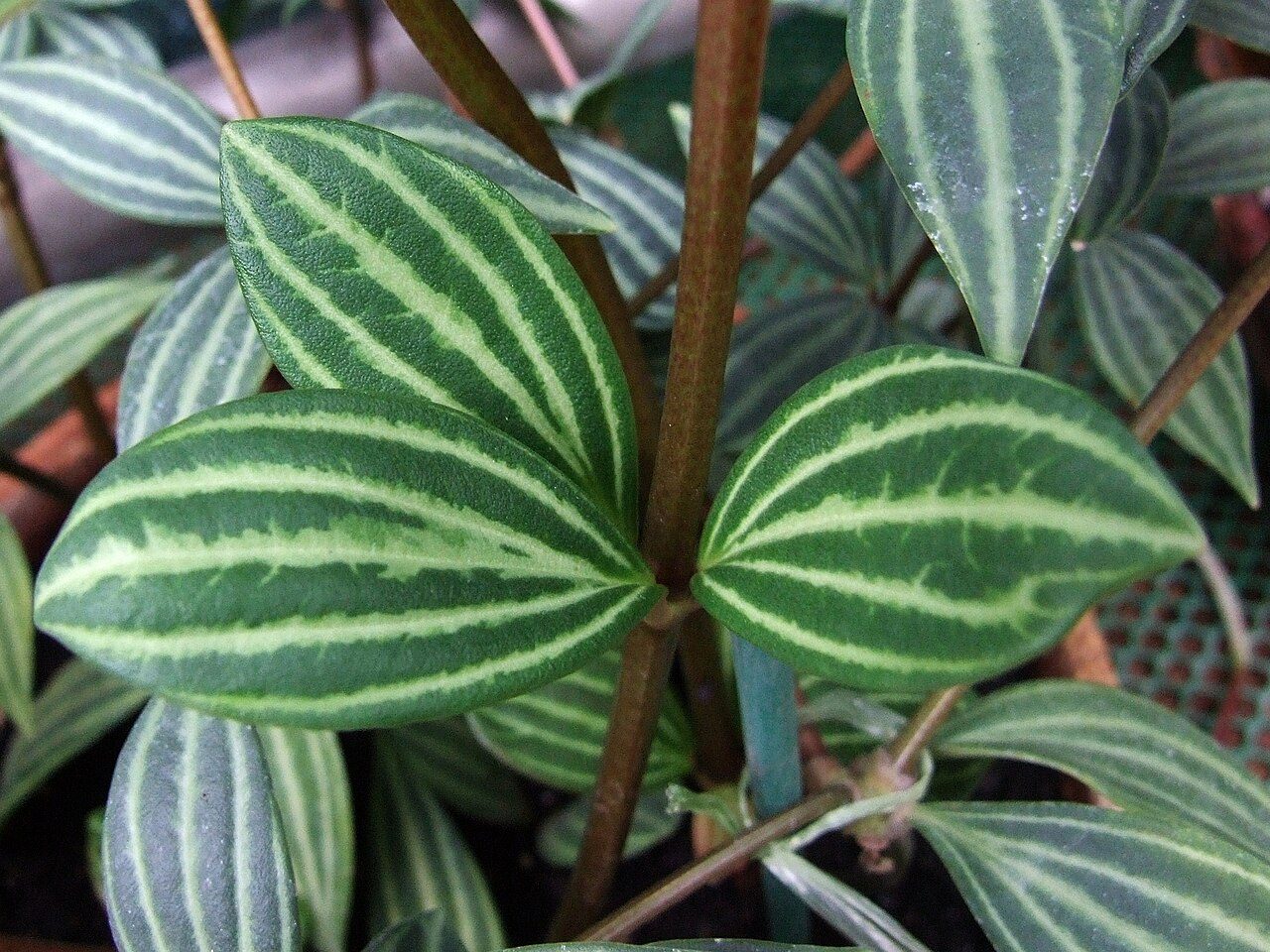 琴叶椒草实拍