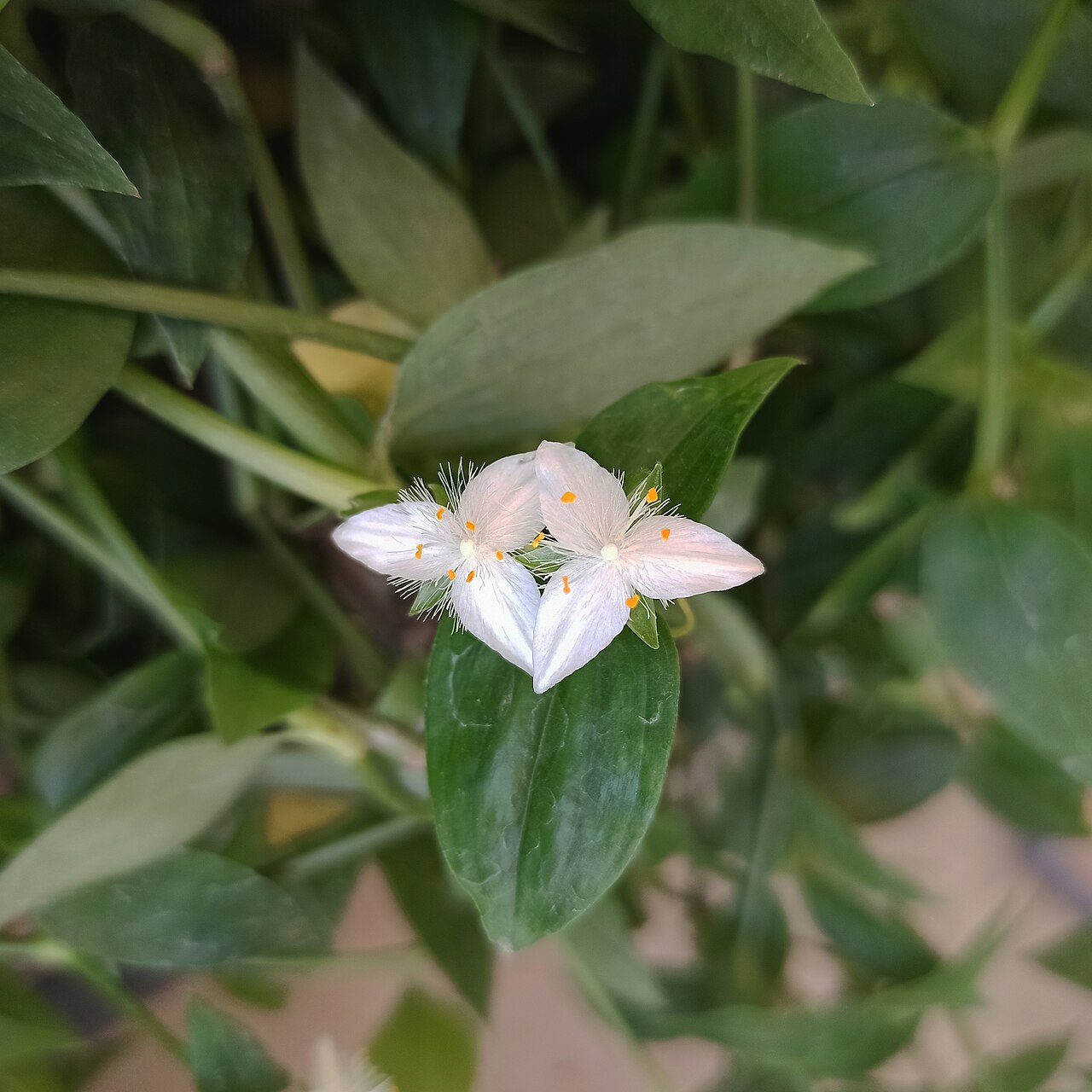 白花紫露草实拍