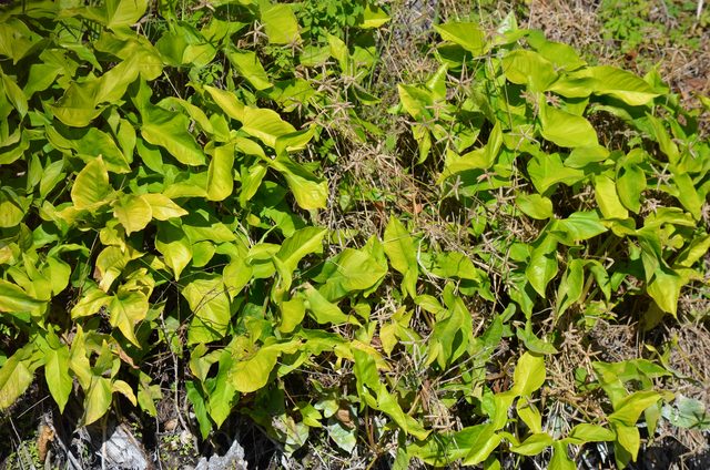 白蝶合果芋