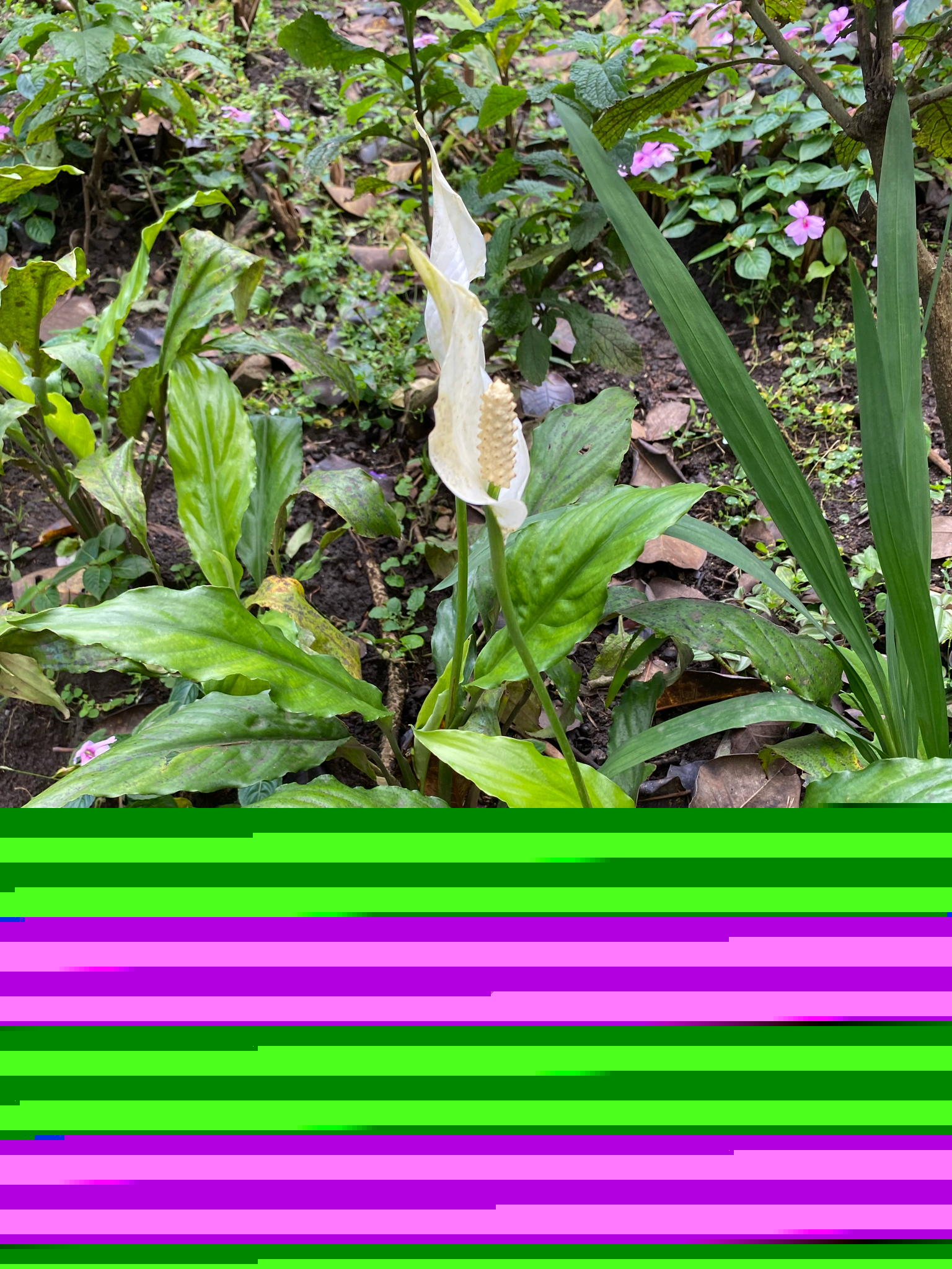 白鹤芋迷你照片2