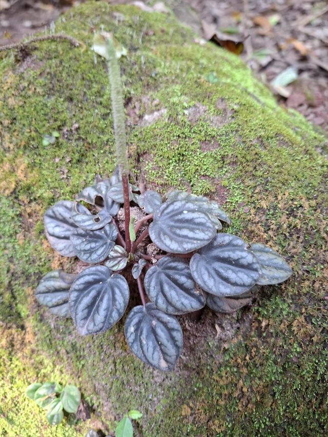 皱叶椒草