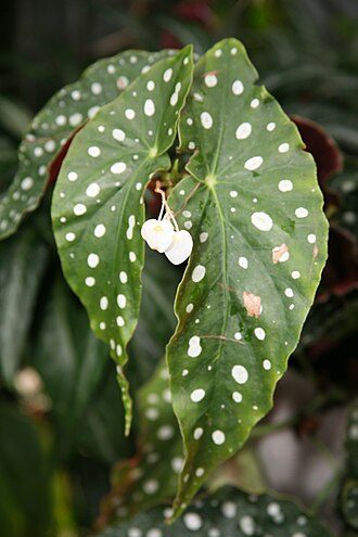 竹节海棠实拍