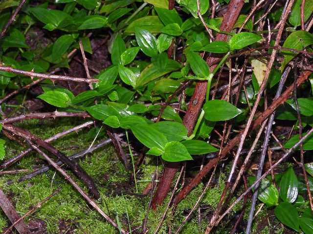 紫叶紫露草