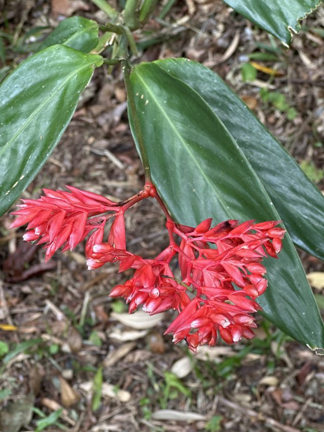紫背竹芋