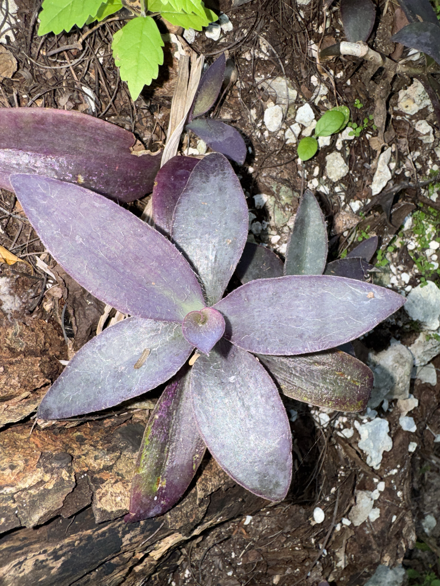紫鸭跖草照片1