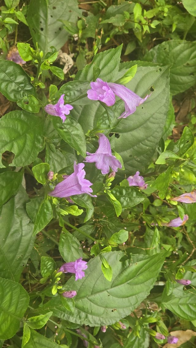 紫鹅绒