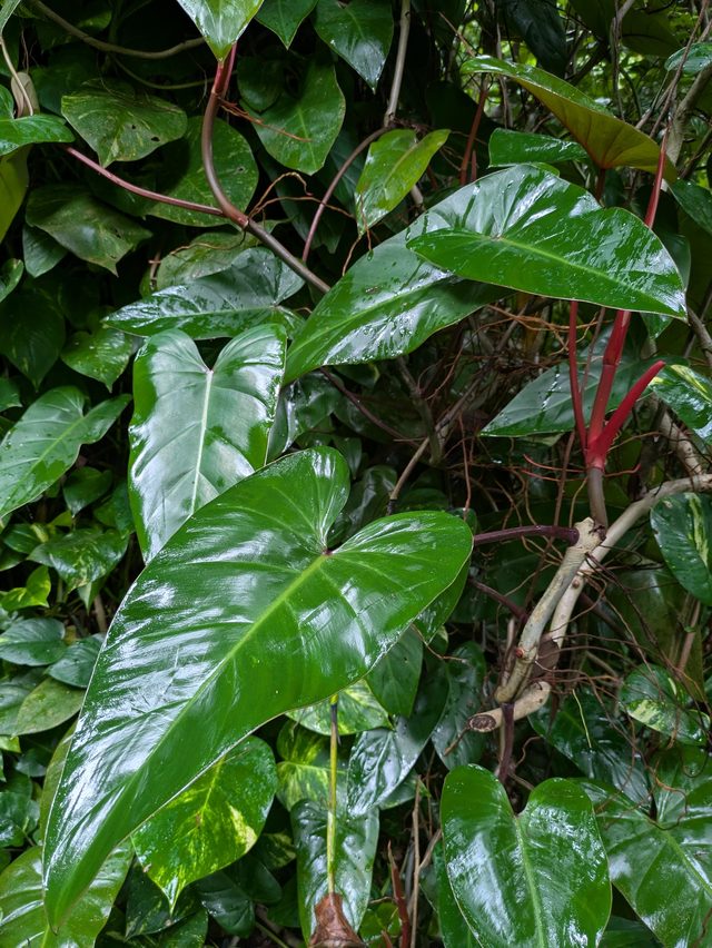 红宝石喜林芋