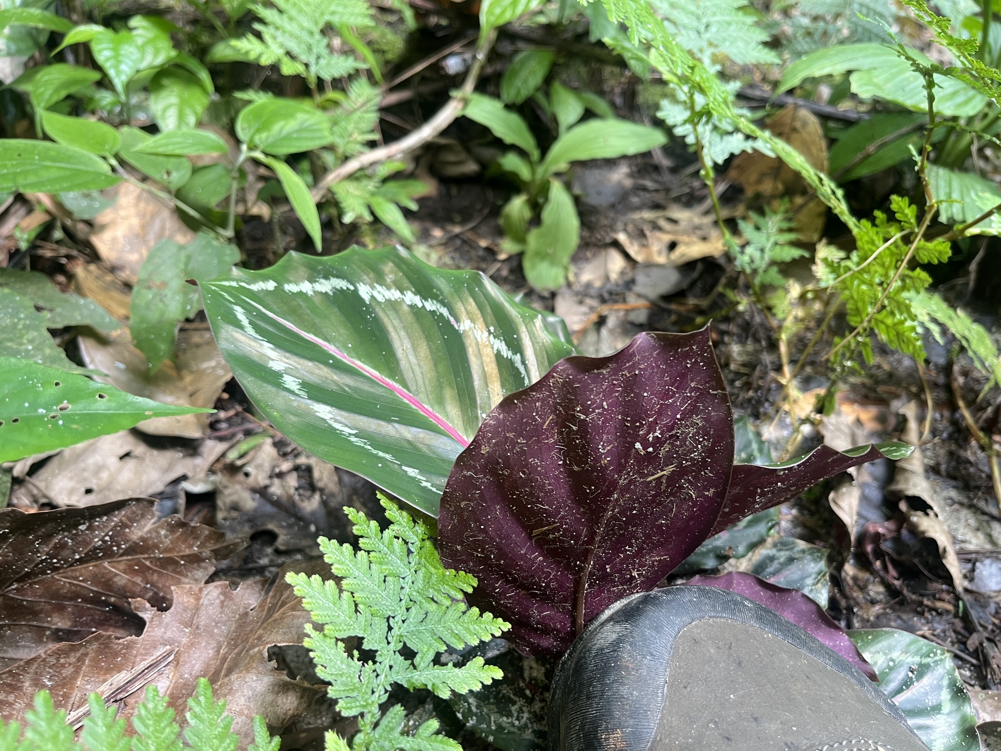 红脉竹芋照片1