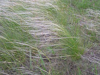 细叶针茅实拍
