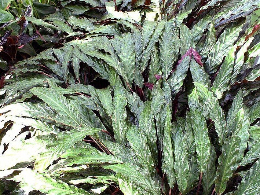 绒叶竹芋实拍