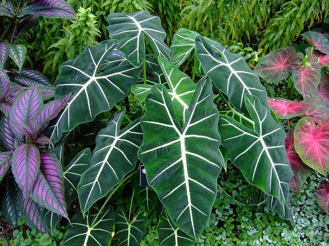 绿天鹅绒海芋