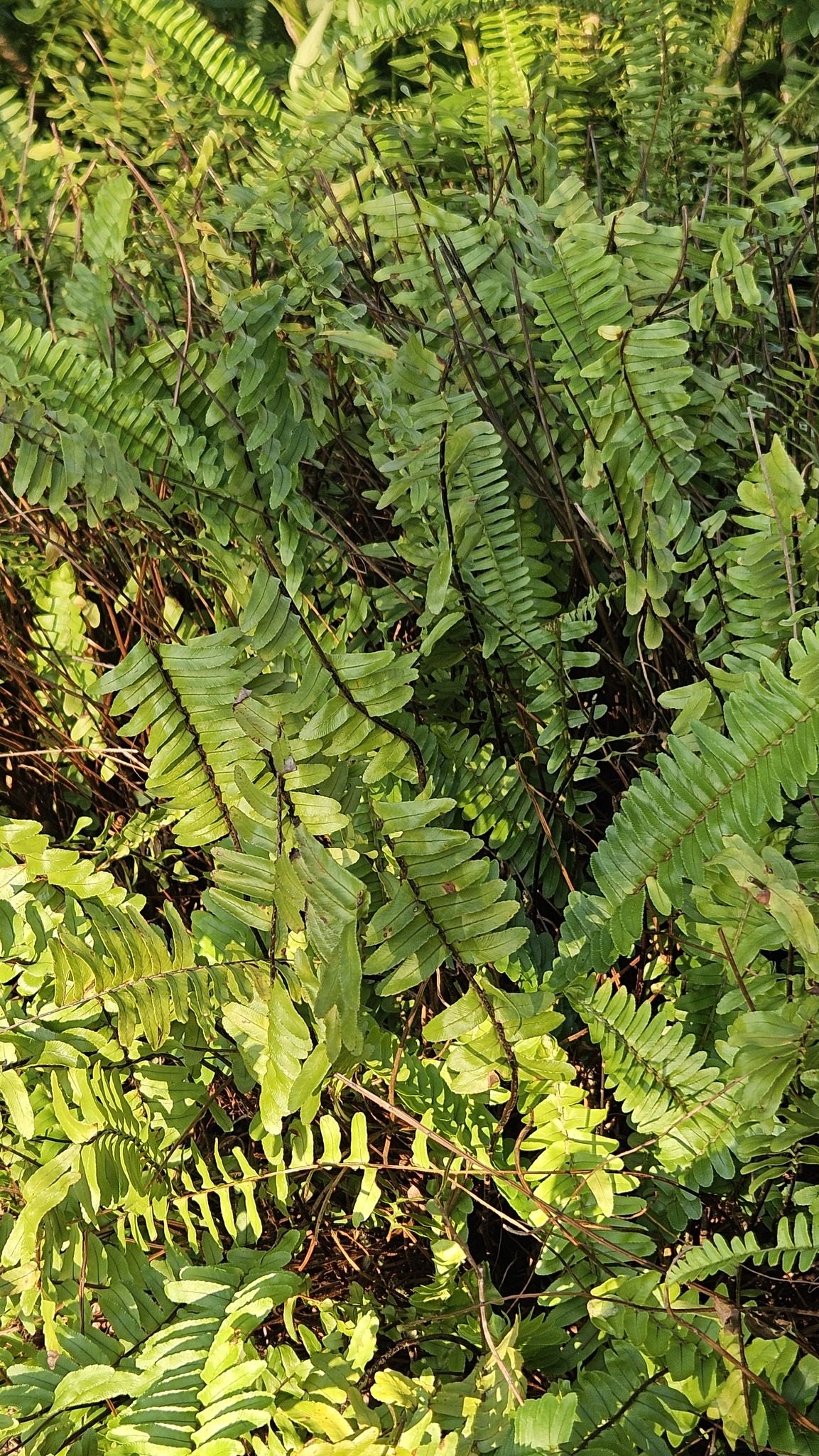 肾蕨实拍