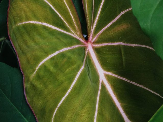 荣耀蔓绿绒