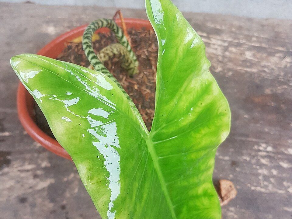 萨利海芋实拍
