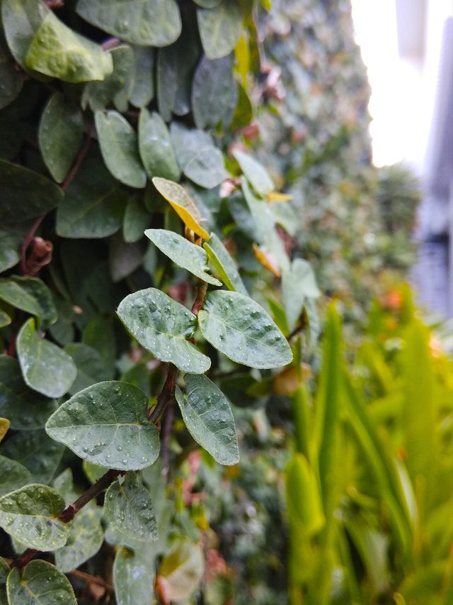 薜荔