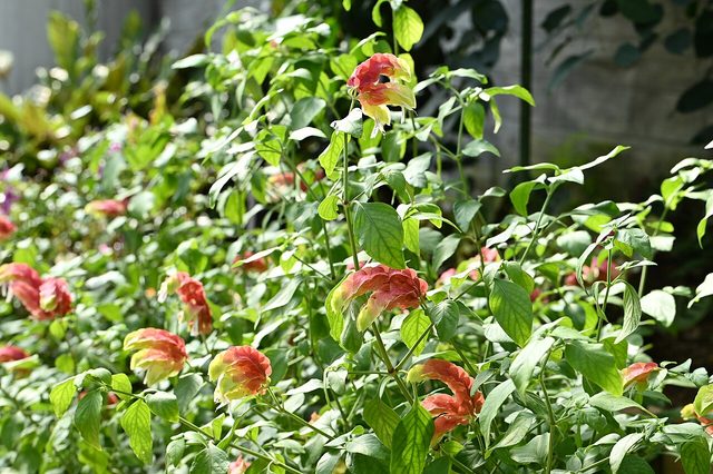 虾衣花
