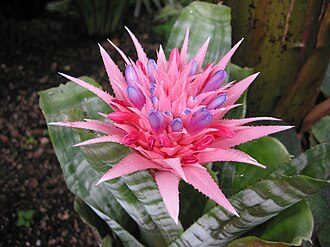 蜻蜓凤梨
