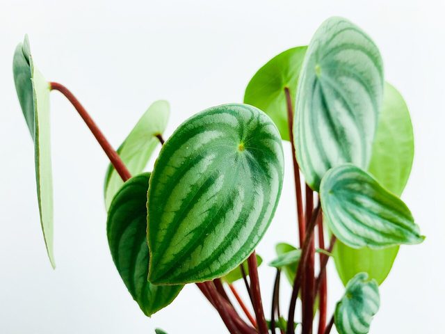 西瓜皮椒草