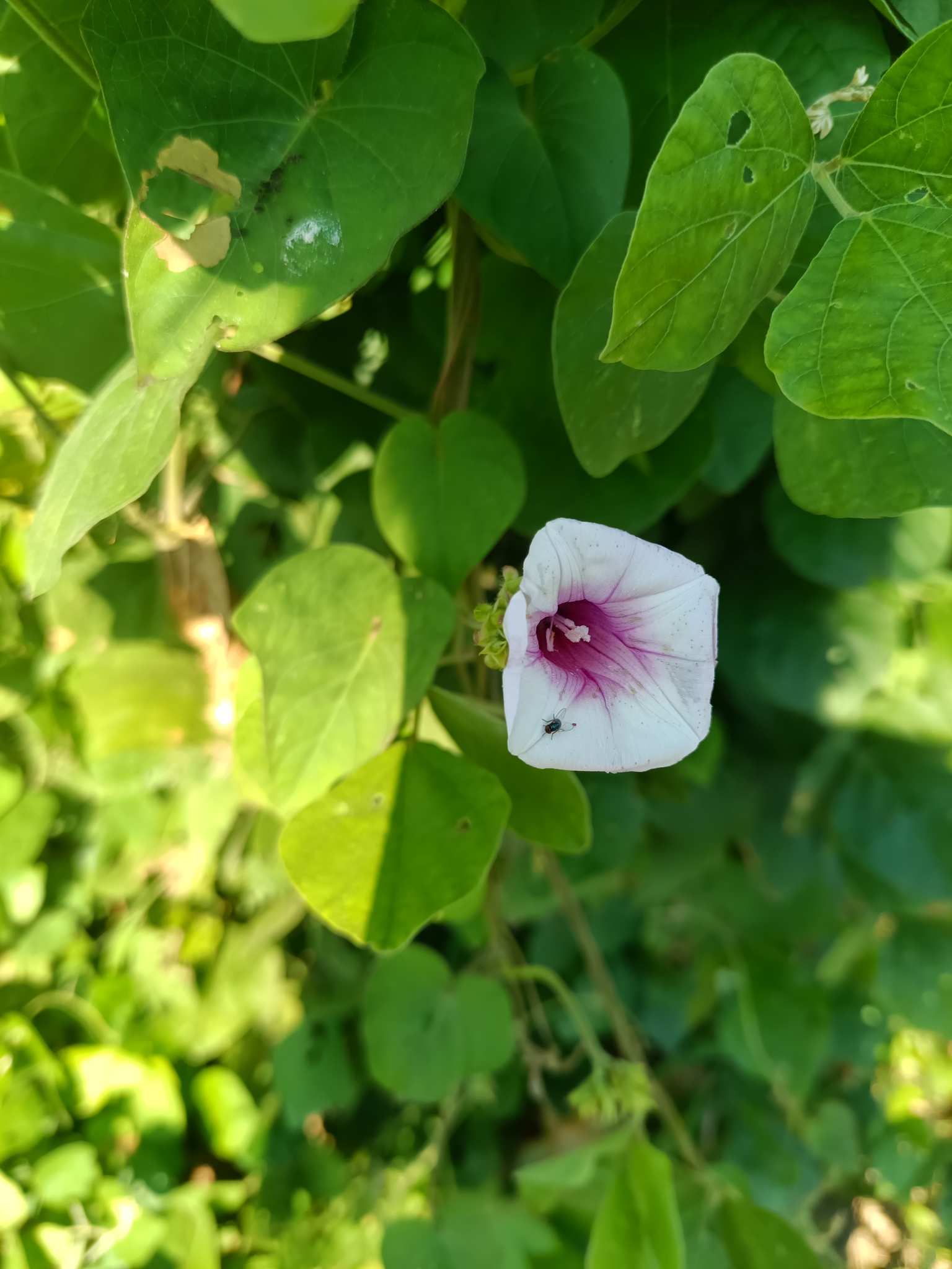 观赏甘薯照片2