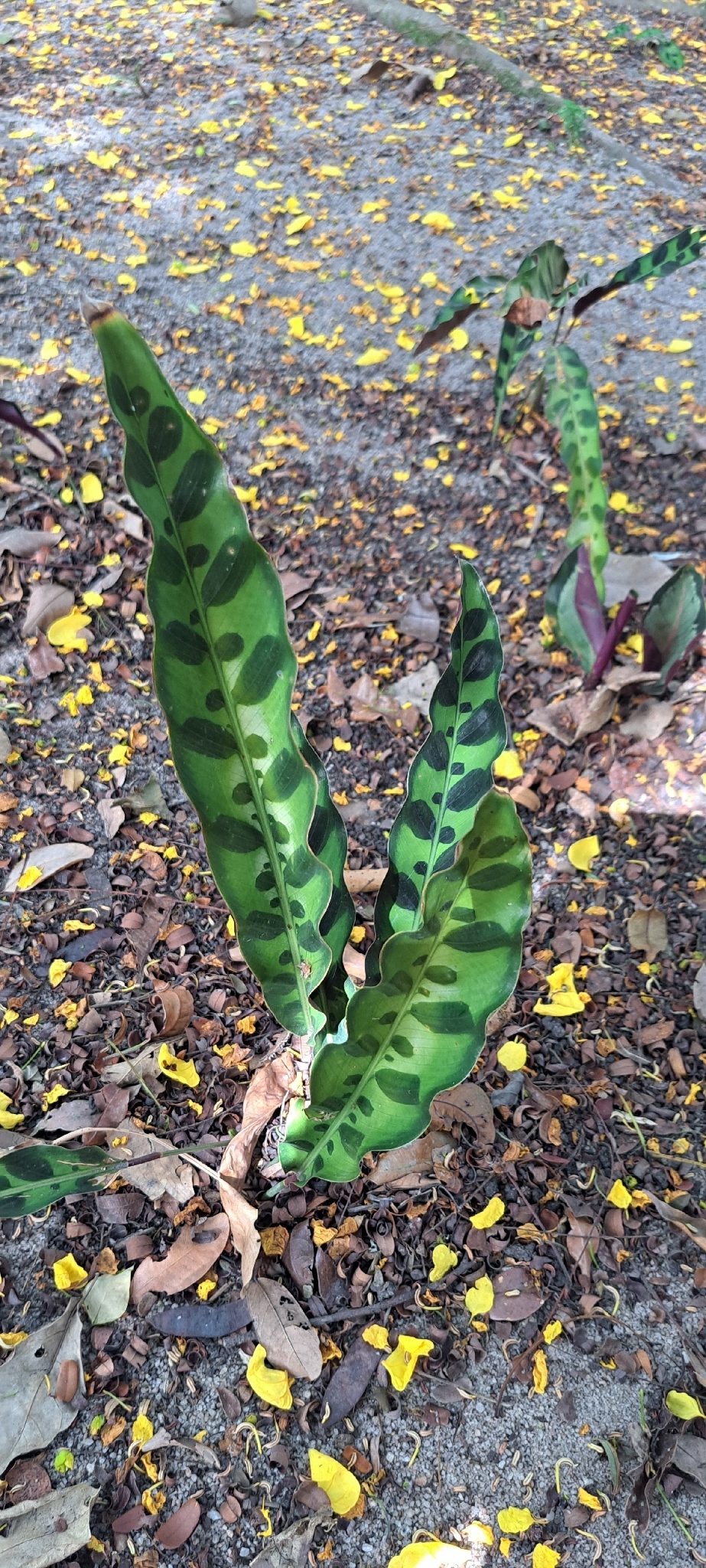 豹纹竹芋实拍