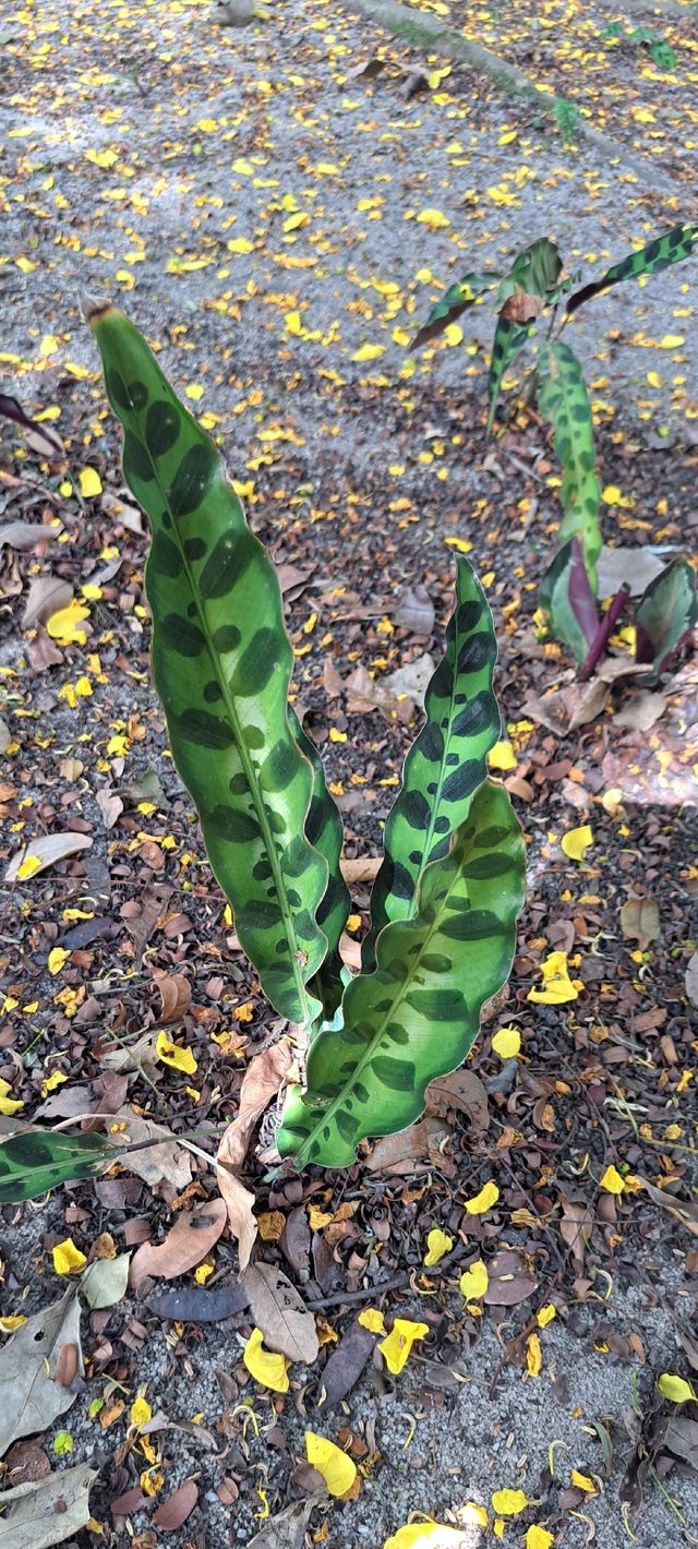 豹纹竹芋
