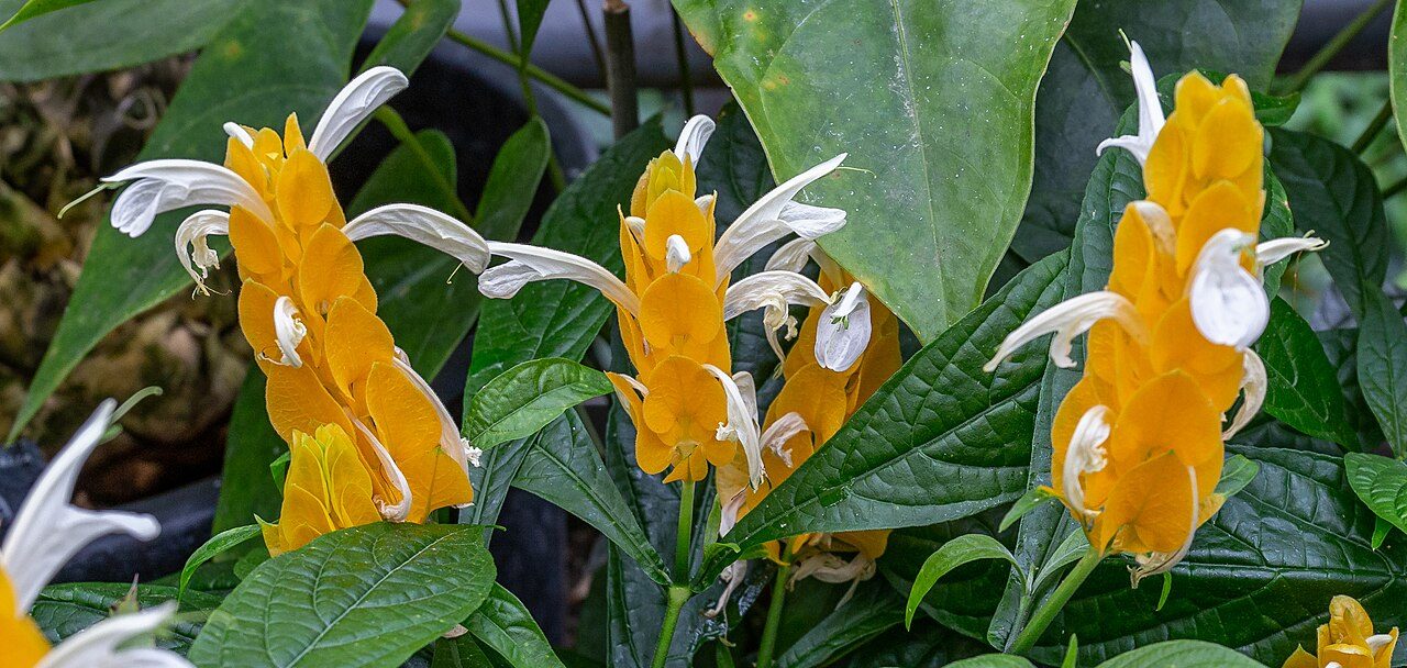 金苞花实拍