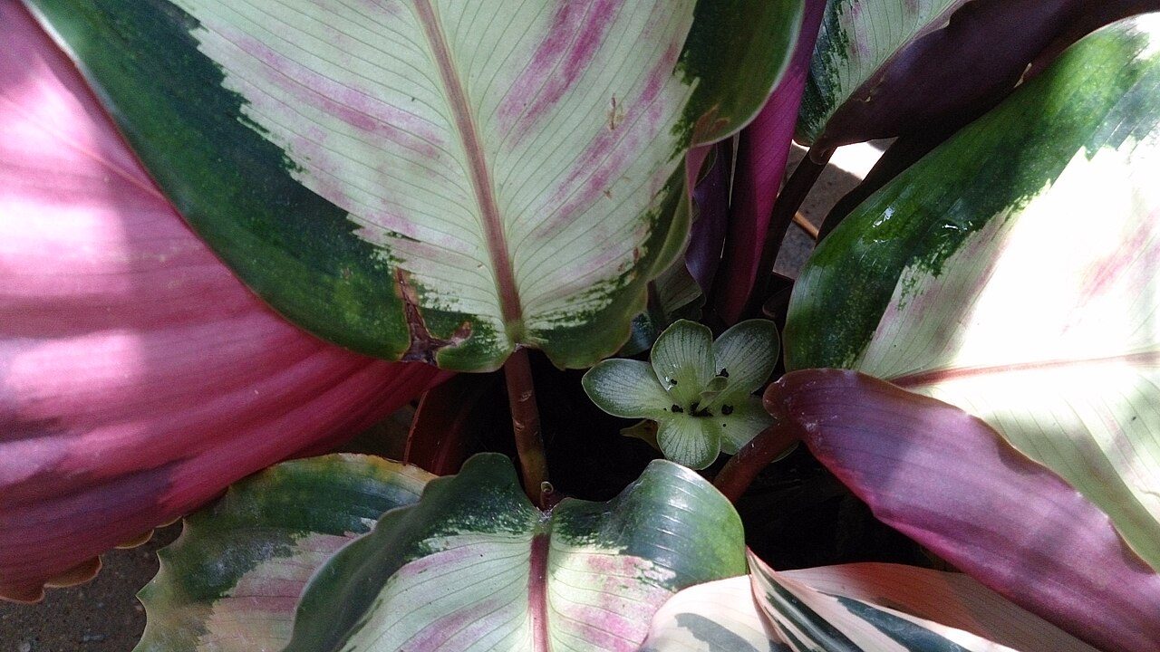 银心竹芋实拍