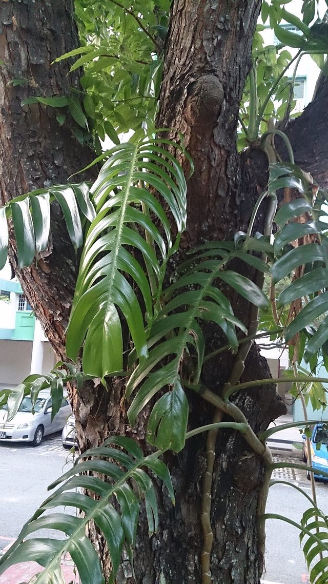 银斑葛