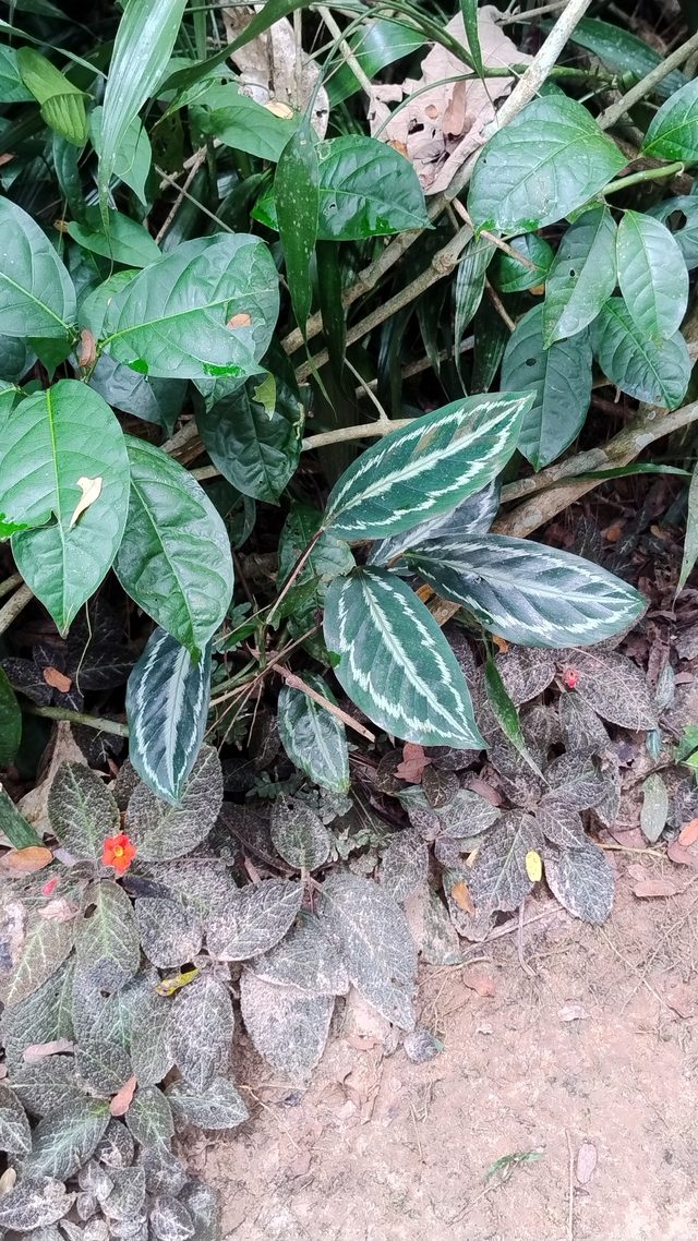 锦竹芋