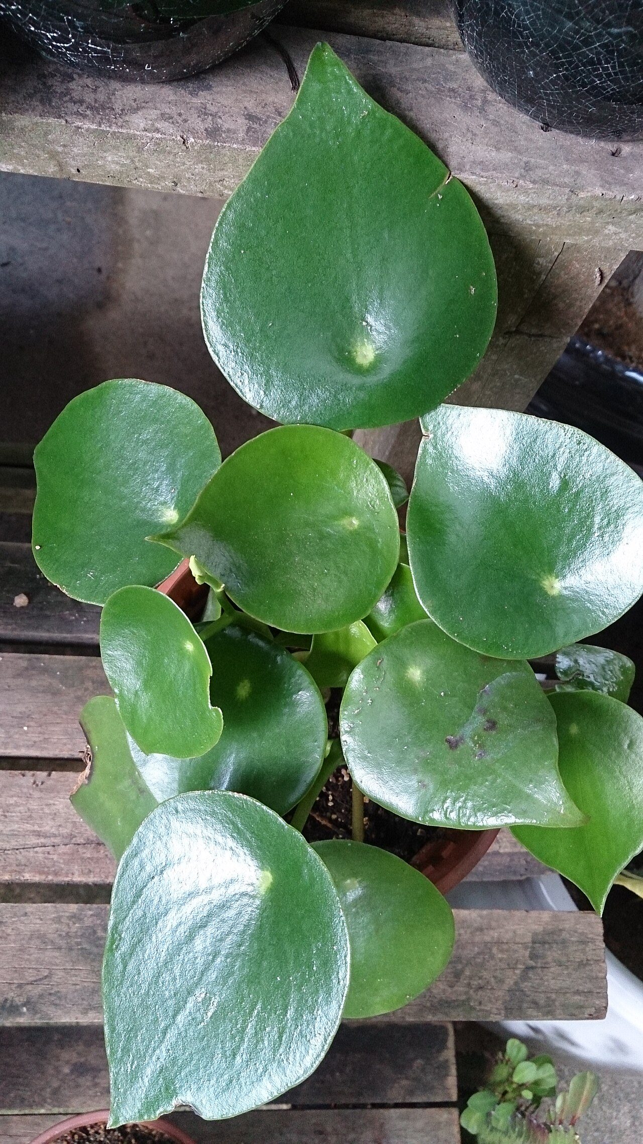 雨滴椒草实拍