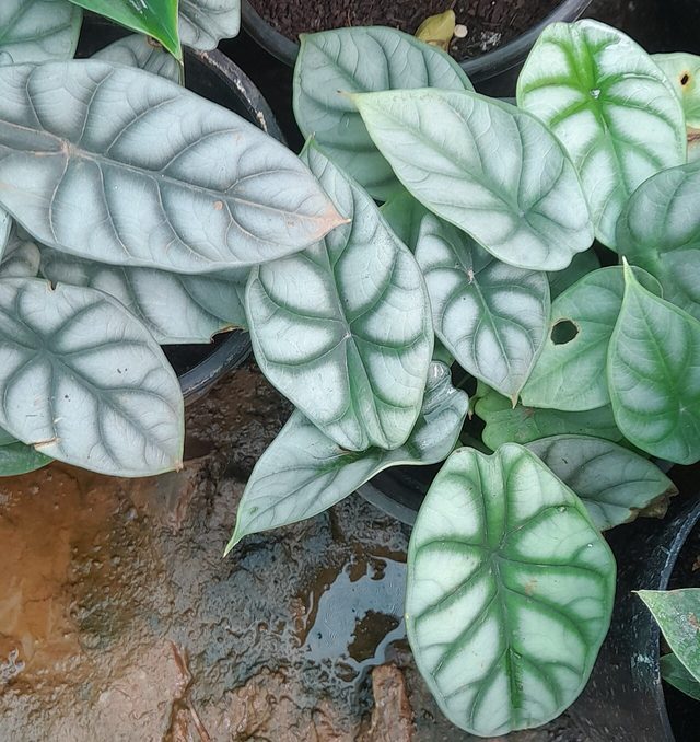龙鳞海芋